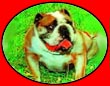 3D-Bild Bulldogge