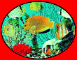 3D-Fische