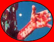 Carrie