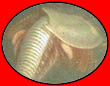 Triops - Urviecher