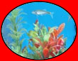 Wandaquarium