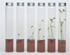 PFLANZEN - KR�UTER - MINIPLANTS IM REAGENZGLAS