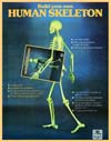 Human
