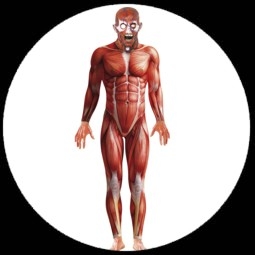 Anatomie Kostm Muskeln - Bodysuit - Anatomy Man - Klicken fr grssere Ansicht