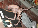 1:1 DOGBURSTER MODELL AUS <I>ALIEN 3</I>