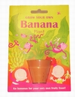 6 x BANANA PLANT