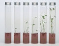 8 x PFLANZEN - KR�UTER - MINIPLANTS IM REAGENZGLAS