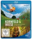 Kornfeld und Wiese - Entdeckungsreise durch ... (BR)