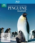 Pinguine Hautnah