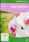 Das Pflege-1x1 Orchideen