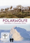 Polarwlfe - berleben in Kanadas Arktis
