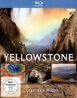 Yellowstone - Legendre Wildnis