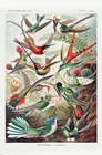 Kolibris Poster Ernst Haeckel Kunstformen der Natur