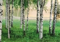 FOTOTAPETE - BIRKENWALD - NORDISCHER WALD - NORDIC FOREST