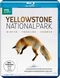 Yellowstone Nationalpark (BBC Earth)