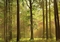  x FOTOTAPETE - HERBSTWALD - AUTUMN FOREST