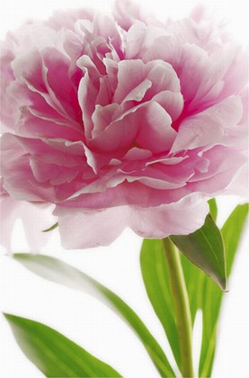 Fototapete - Riesenposter - Blume - Pink Peony - Klicken fr grssere Ansicht
