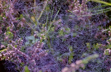 Fototapete Vlies - Morgentau im Spinnennetz - Klicken fr grssere Ansicht