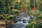 FOTOTAPETE - BACH IM WALD