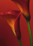 RED CALLA LILIES
