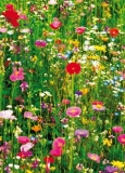 Fototapete - Blumenwiese - Flower Field