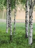 FOTOTAPETE - BIRKENWALD - NORDISCHER WALD - NORDIC FOREST