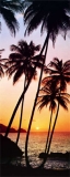 PALMEN IM SONNENUNTERGANG - SUNNY PALMS