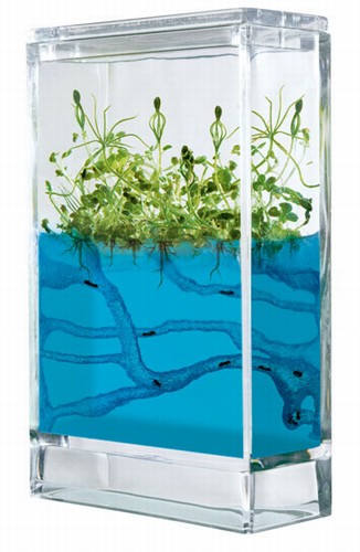 Forest Antquarium