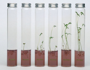 Pflanzen - Kr�uter - Miniplants im Reagenzglas