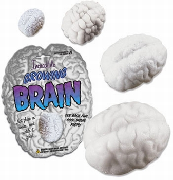 Wachsendes Hirn - Growing Brain 