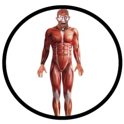 Anatomie Kostüm Muskeln - Bodysuit - Anatomy Man - Klicken für grössere Ansicht