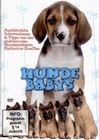 Hundebabys