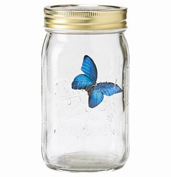 Schmetterlingsglas blauer Morpho Falter